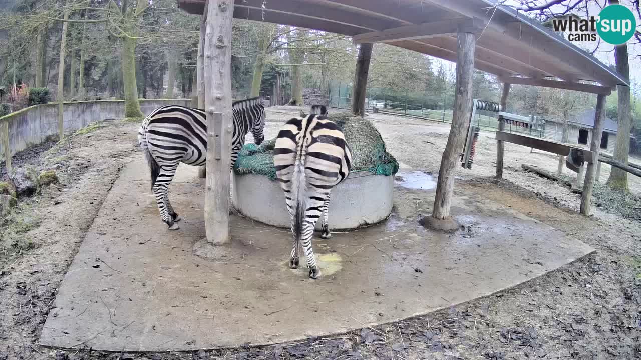 Le Zebre nello ZOO di Ljubljana – Slovenia Live webcam