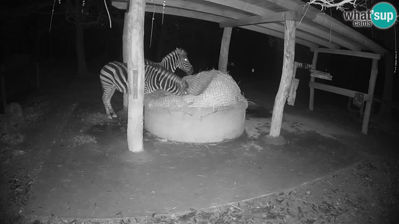 Live webcam Zebras in Ljubljana ZOO – Slovenia