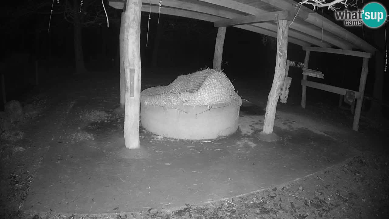 Zebre v živo v živalskem vrtu Ljubljana ZOO spletne kamere