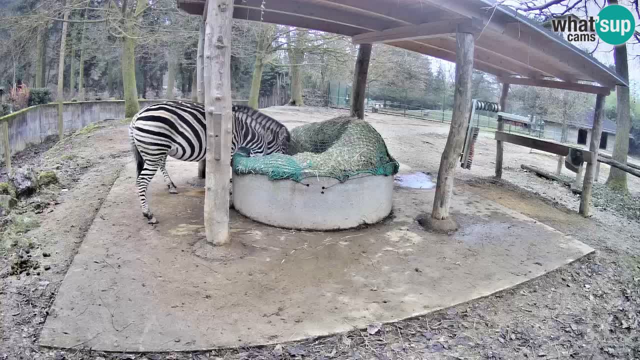 Live webcam Zebras in Ljubljana ZOO – Slovenia