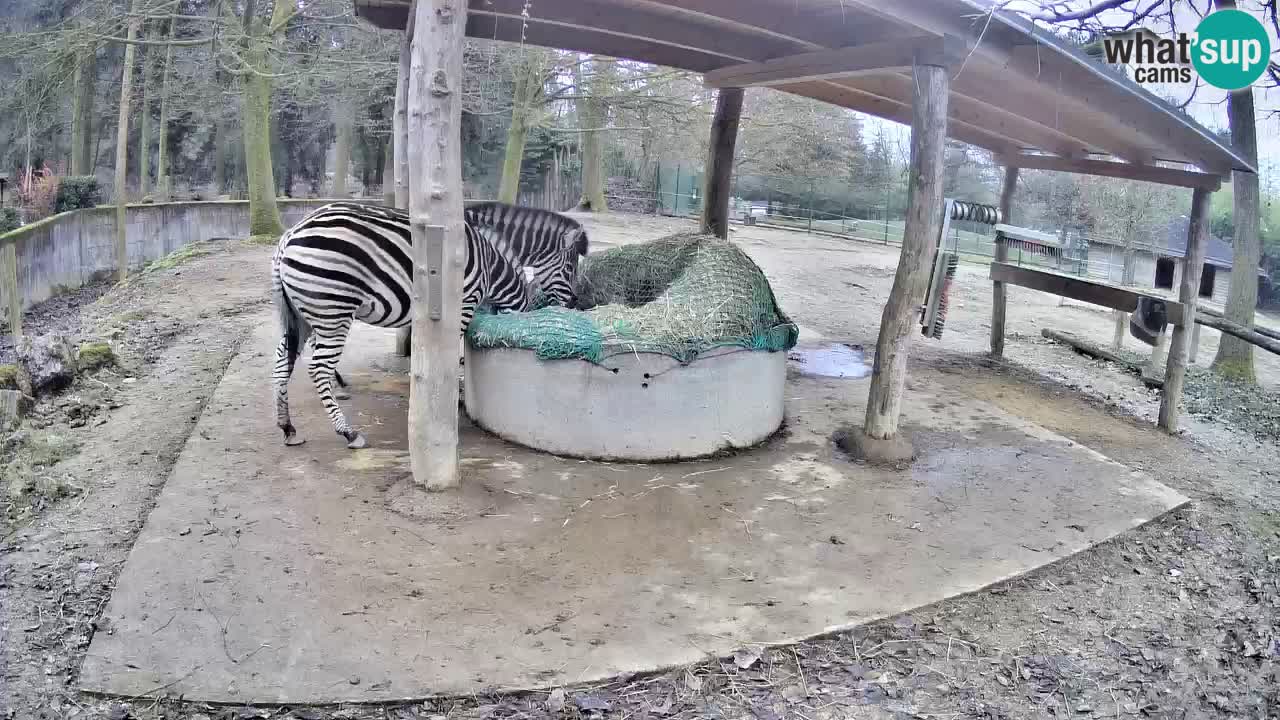 Web kamera uživo Zebras u ZOO Ljubljana – Slovenija