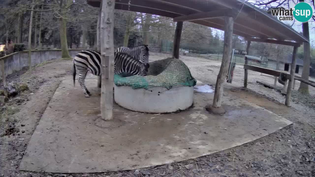 Live webcam Zebras in Ljubljana ZOO – Slovenia