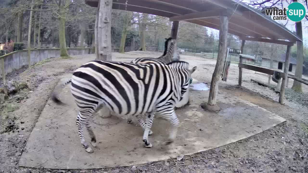 Web kamera uživo Zebras u ZOO Ljubljana – Slovenija