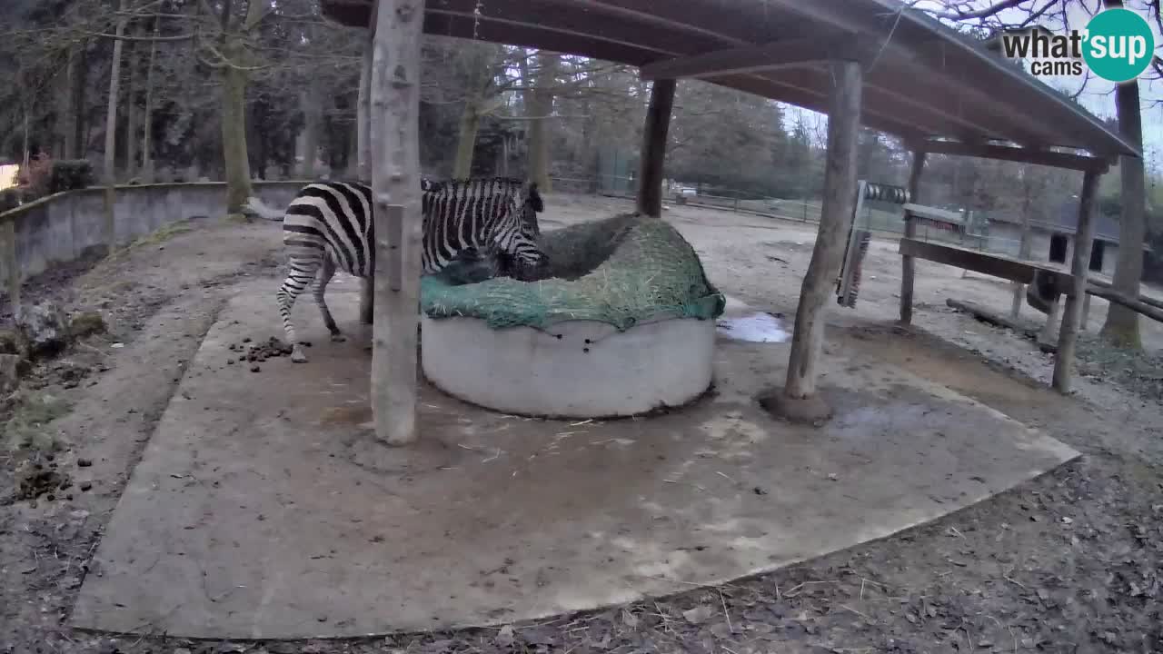 Live Webcam Zebras in Ljubljana ZOO – Slowenien