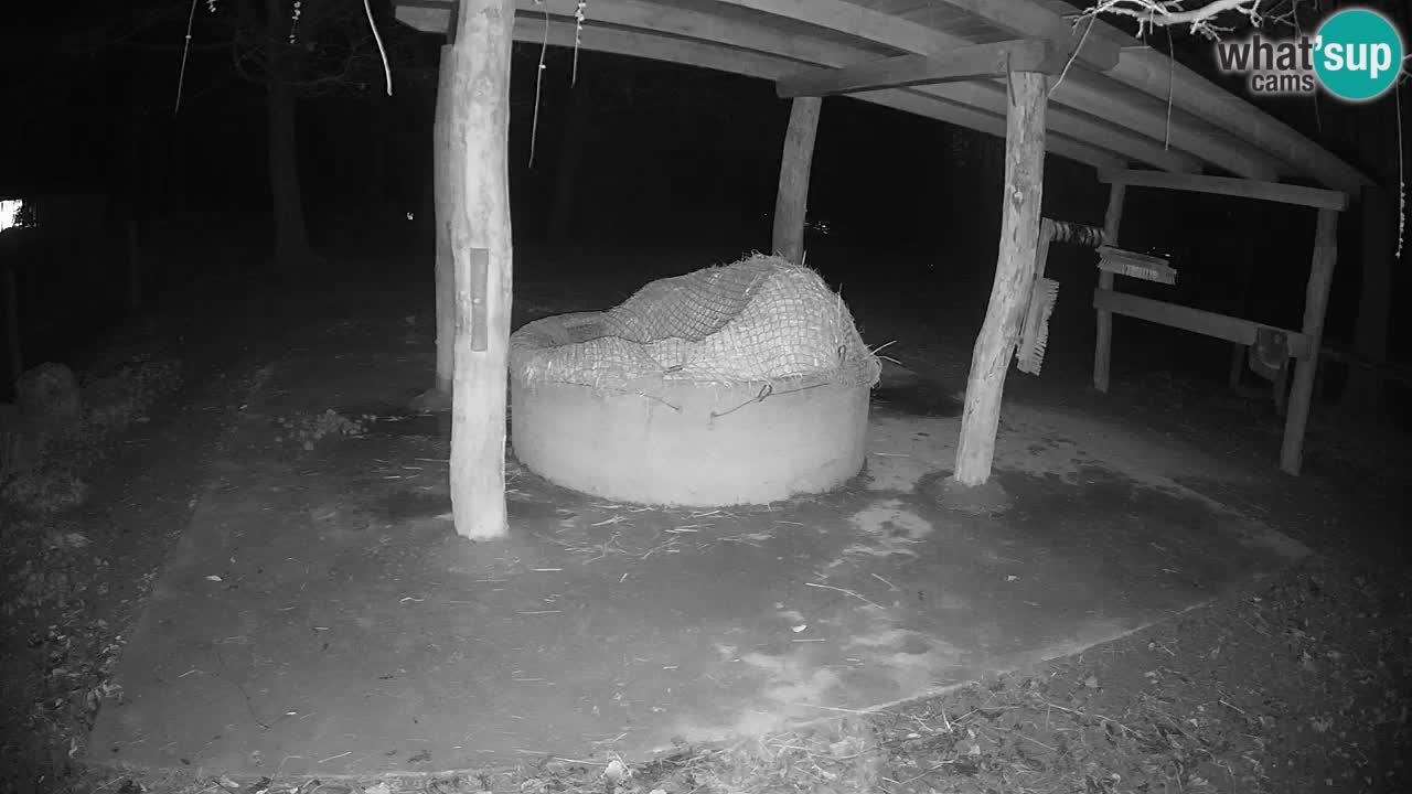 Live Webcam Zebras in Ljubljana ZOO – Slowenien