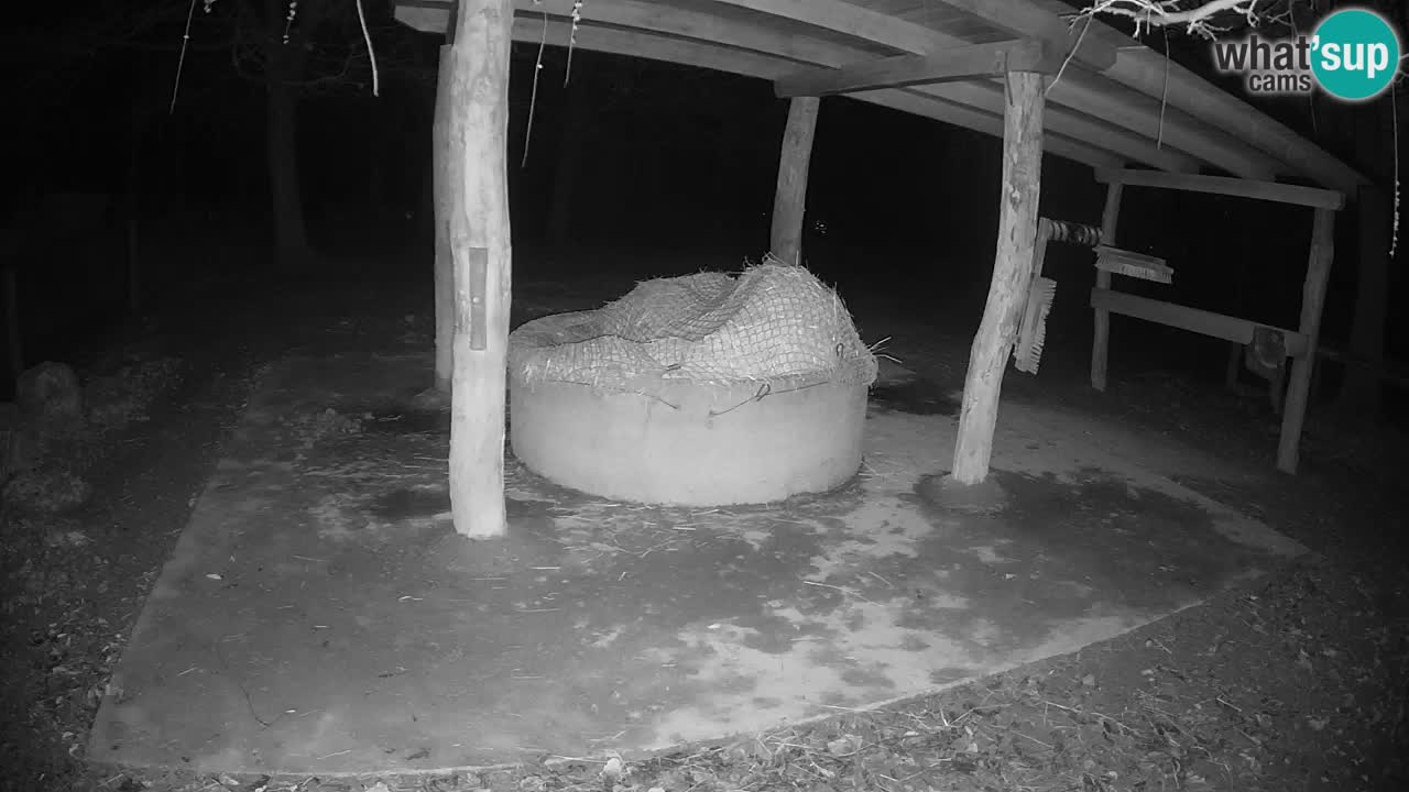 Live webcam Les zèbres in Ljubljana ZOO – Slovénie