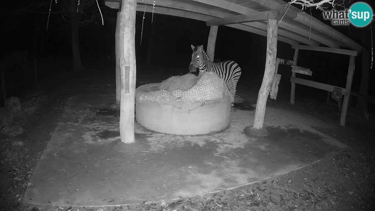 Live webcam Zebras in Ljubljana ZOO – Slovenia
