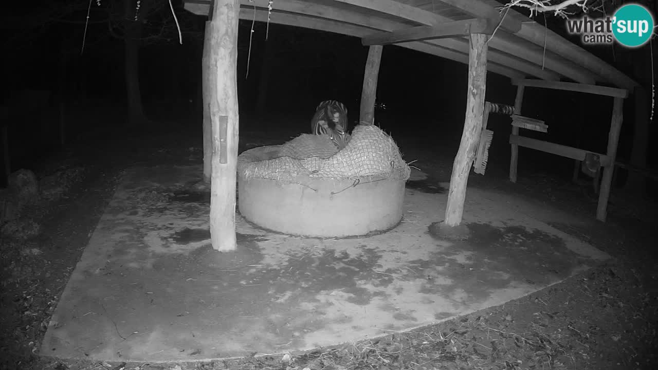 Camera en vivo Cebras in Ljubljana ZOO – Eslovenia