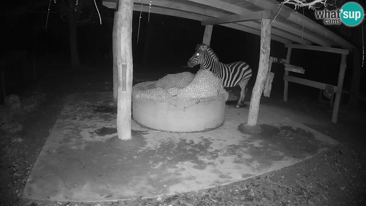 Camera en vivo Cebras in Ljubljana ZOO – Eslovenia