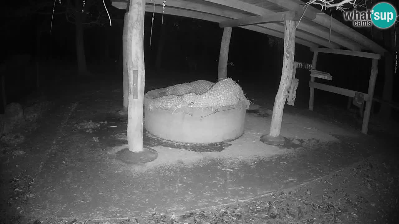 Live webcam Zebras in Ljubljana ZOO – Slovenia