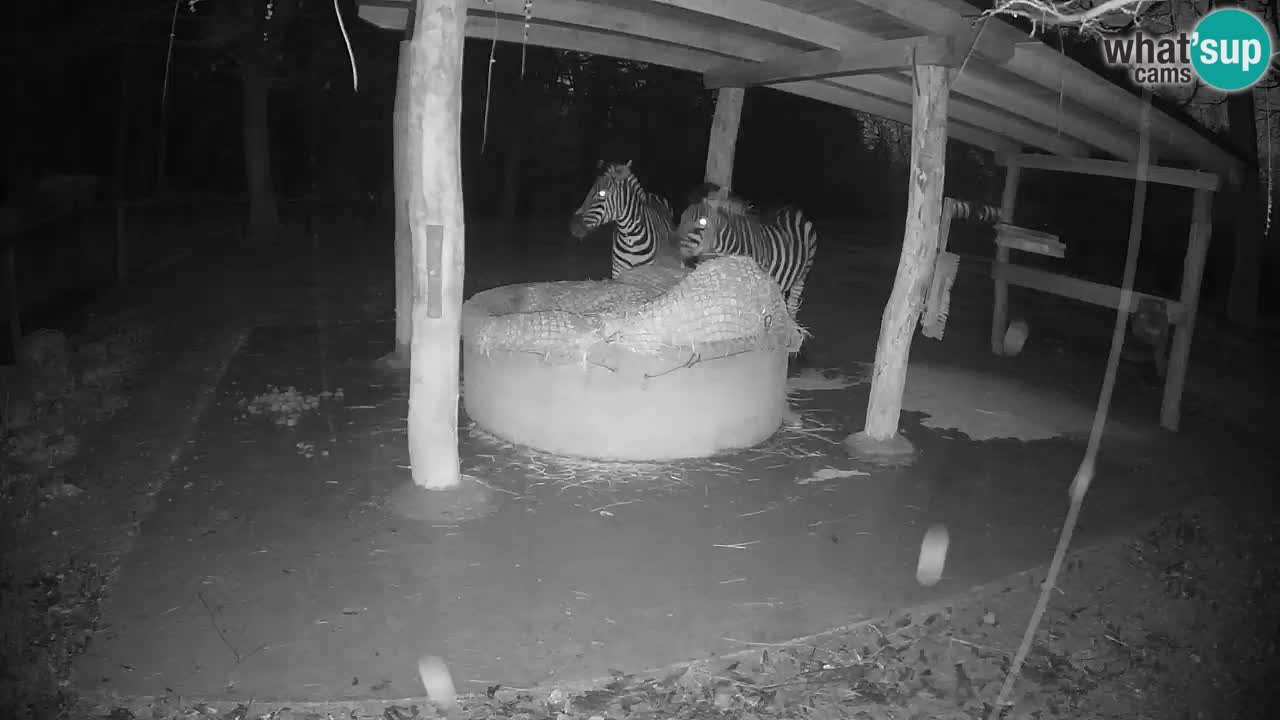Camera en vivo Cebras in Ljubljana ZOO – Eslovenia