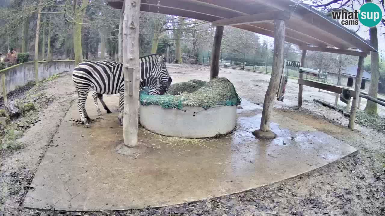 Le Zebre nello ZOO di Ljubljana – Slovenia Live webcam