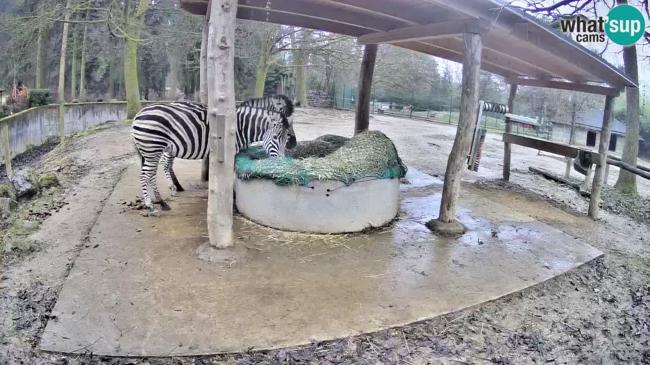 Camera en vivo Cebras in Ljubljana ZOO – Eslovenia