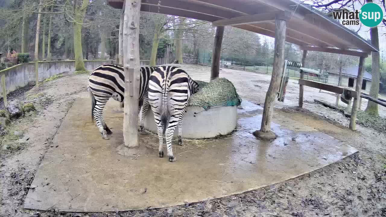 Le Zebre nello ZOO di Ljubljana – Slovenia Live webcam
