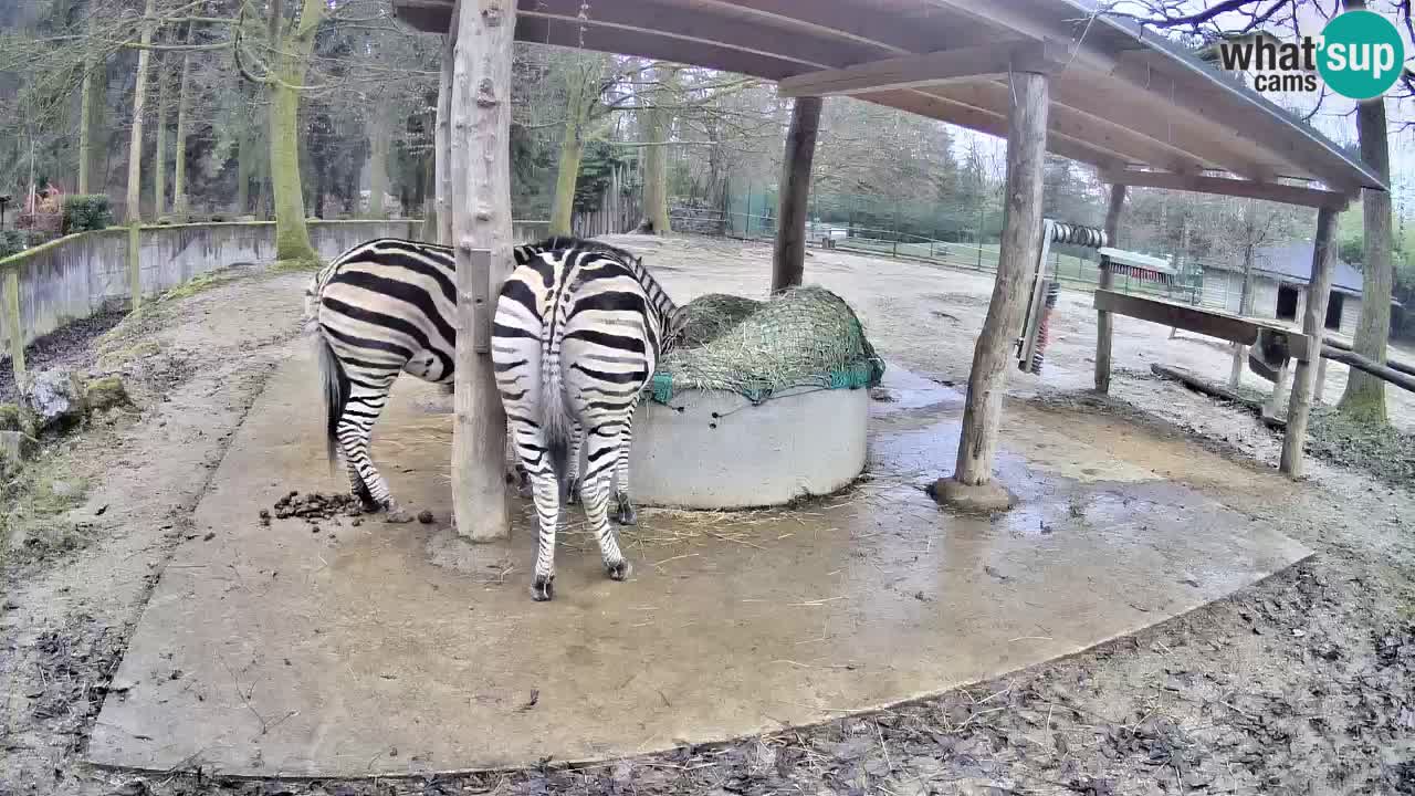 Web kamera uživo Zebras u ZOO Ljubljana – Slovenija