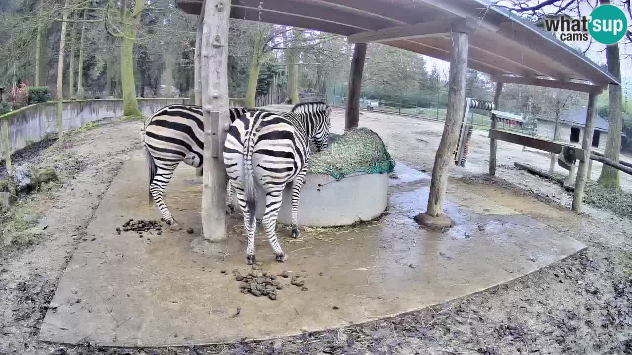 Live Webcam Zebras in Ljubljana ZOO – Slowenien