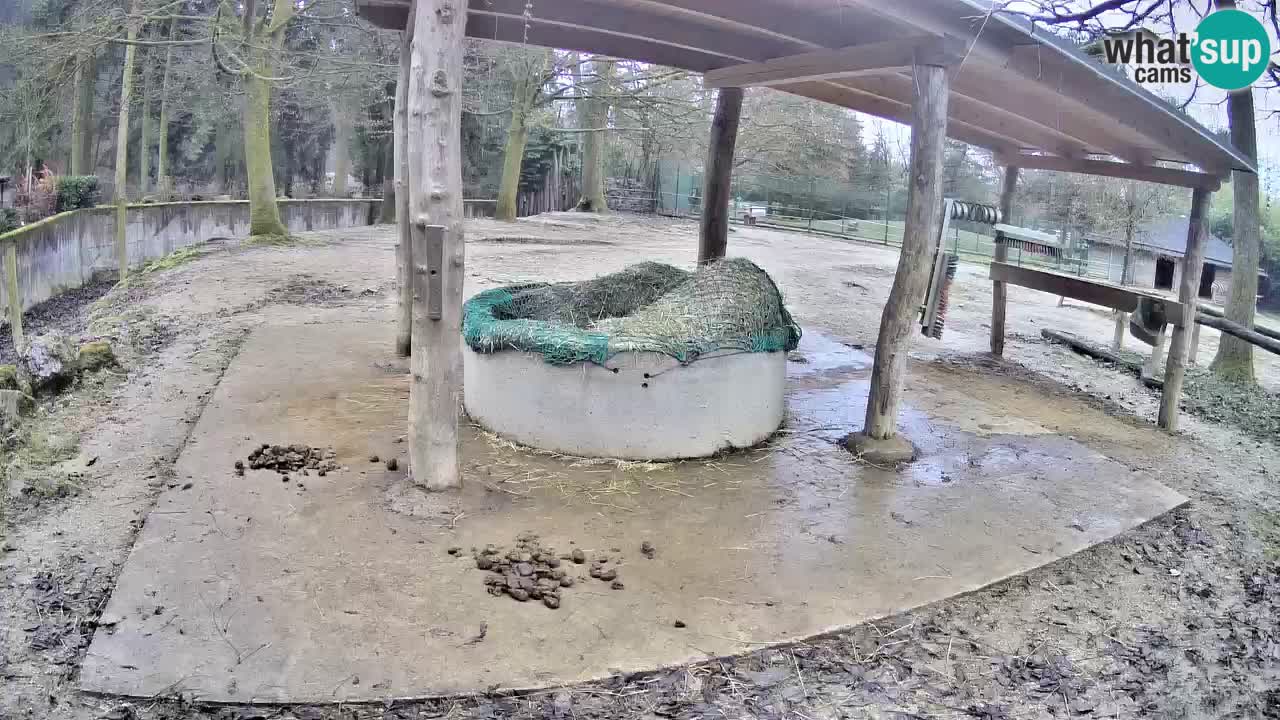 Live Webcam Zebras in Ljubljana ZOO – Slowenien