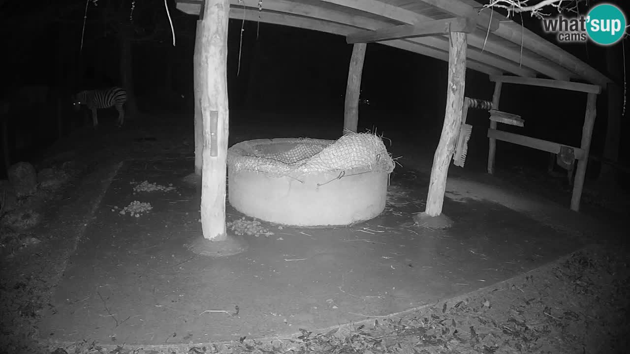 Live Webcam Zebras in Ljubljana ZOO – Slowenien