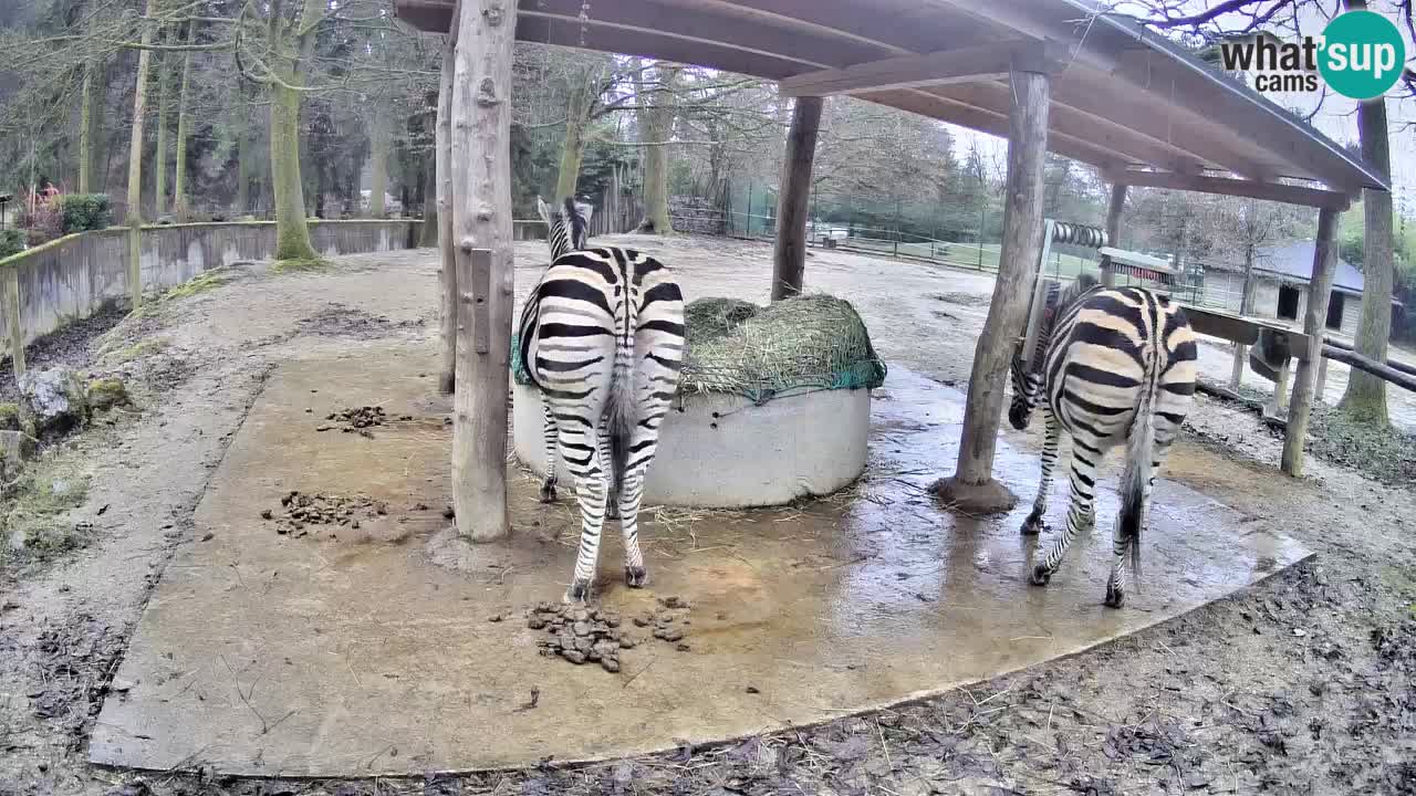 Web kamera uživo Zebras u ZOO Ljubljana – Slovenija