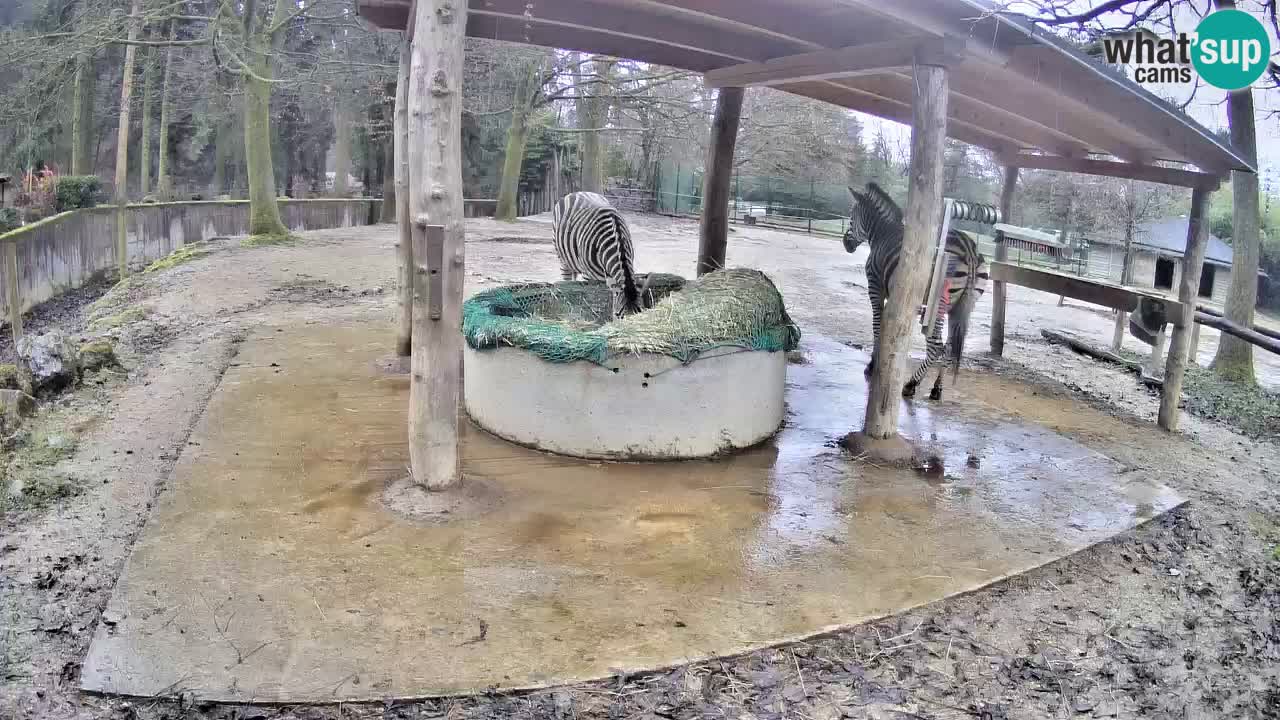 Live Webcam Zebras in Ljubljana ZOO – Slowenien
