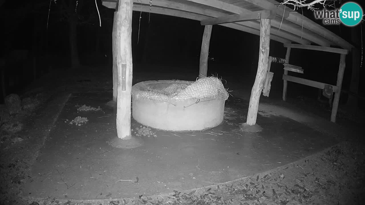 Live Webcam Zebras in Ljubljana ZOO – Slowenien