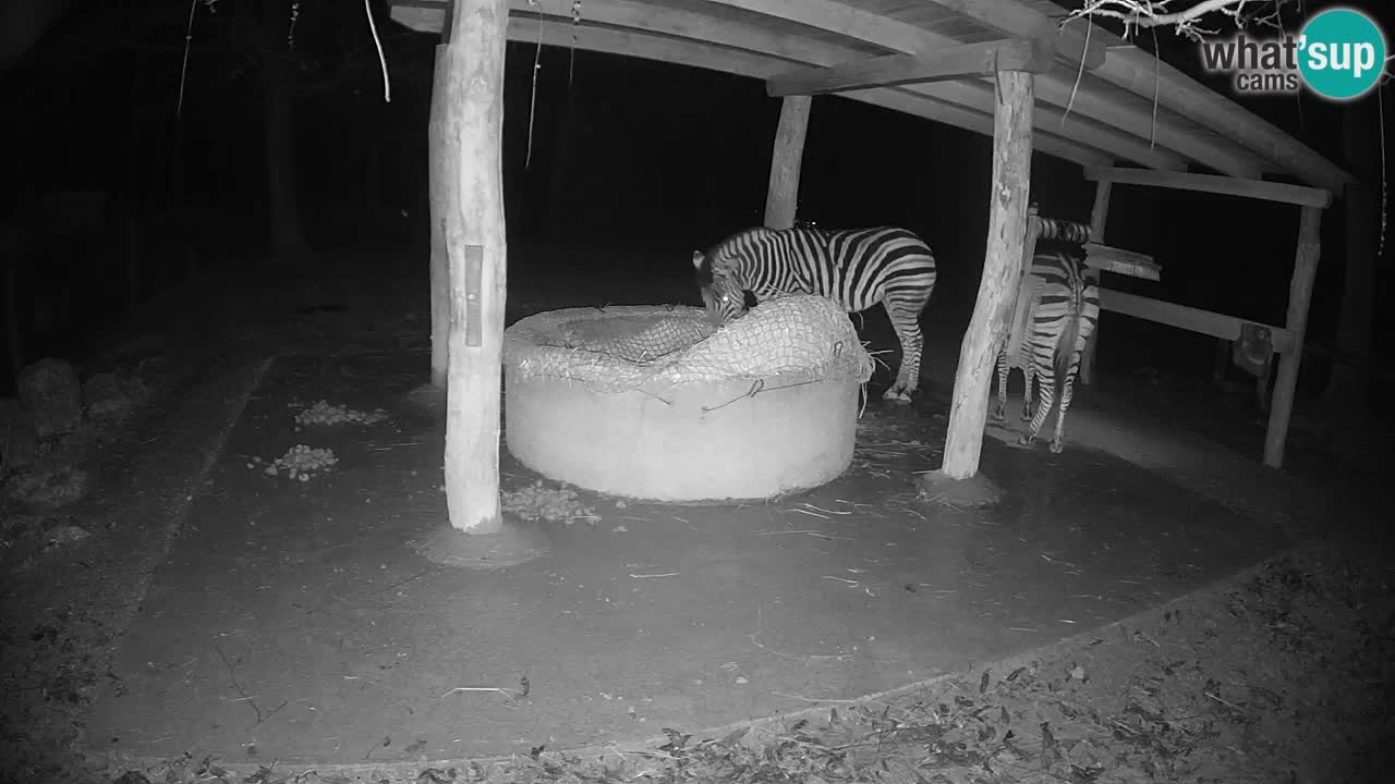 Live Webcam Zebras in Ljubljana ZOO – Slowenien
