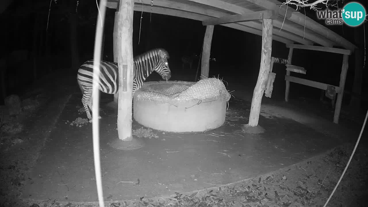 Web kamera uživo Zebras u ZOO Ljubljana – Slovenija