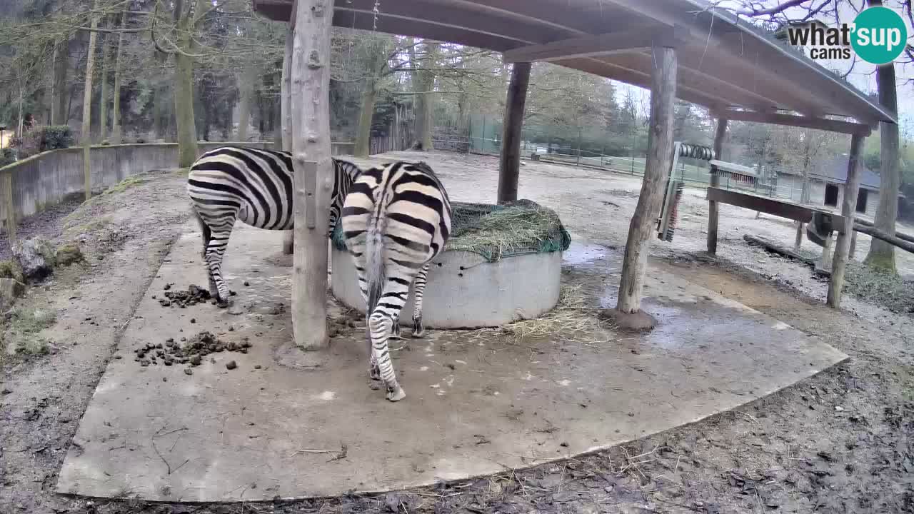 Web kamera uživo Zebras u ZOO Ljubljana – Slovenija