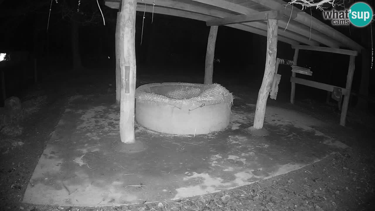 Live webcam Zebras in Ljubljana ZOO – Slovenia