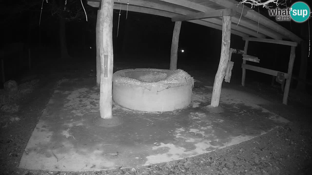 Live webcam Zebras in Ljubljana ZOO – Slovenia