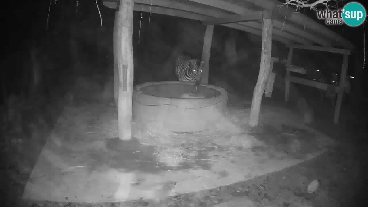 Le Zebre nello ZOO di Ljubljana – Slovenia Live webcam