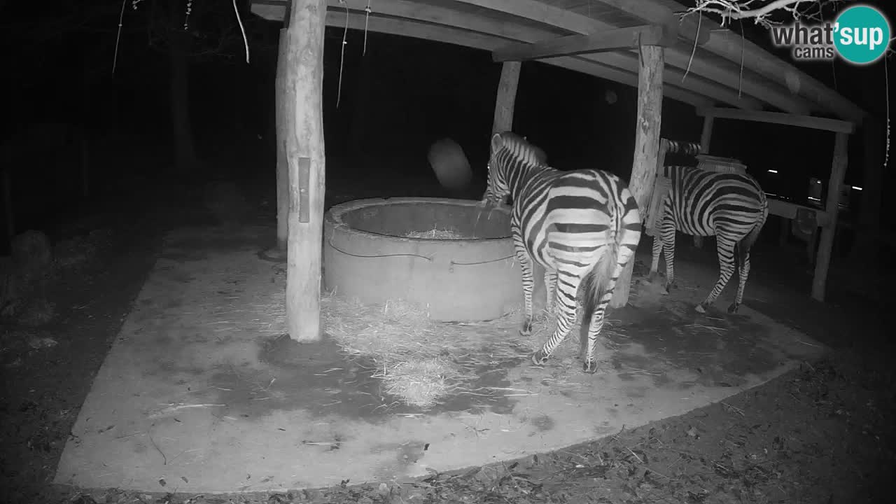 Le Zebre nello ZOO di Ljubljana – Slovenia Live webcam