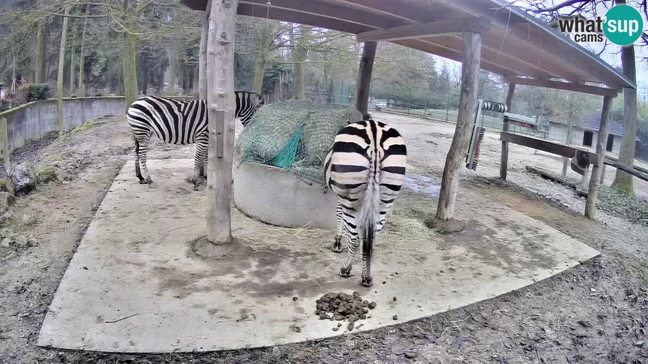 Le Zebre nello ZOO di Ljubljana – Slovenia Live webcam