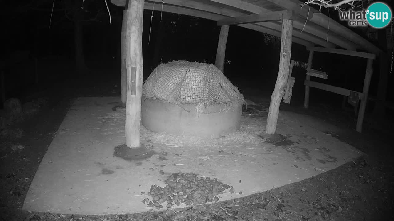 Live Webcam Zebras in Ljubljana ZOO – Slowenien