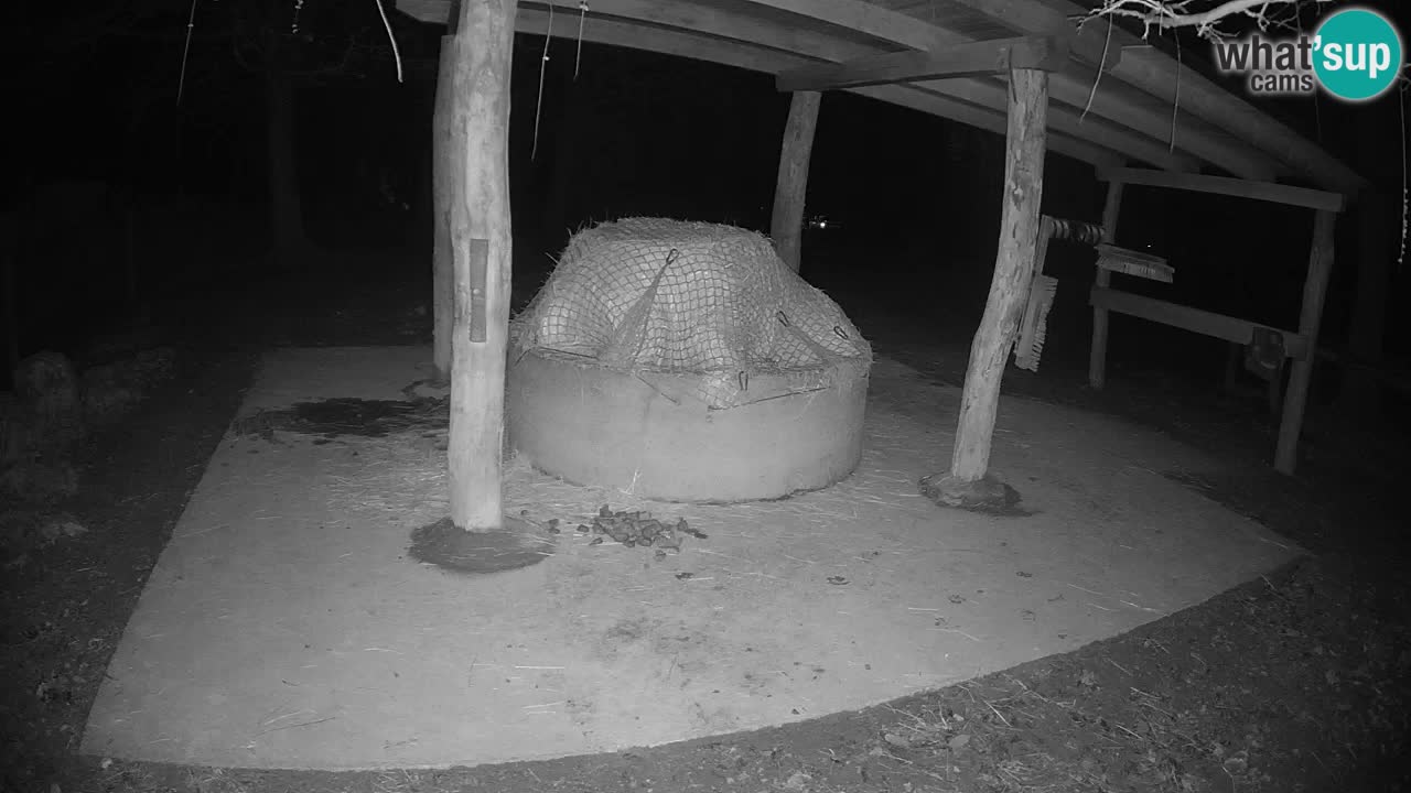 Live webcam Zebras in Ljubljana ZOO – Slovenia