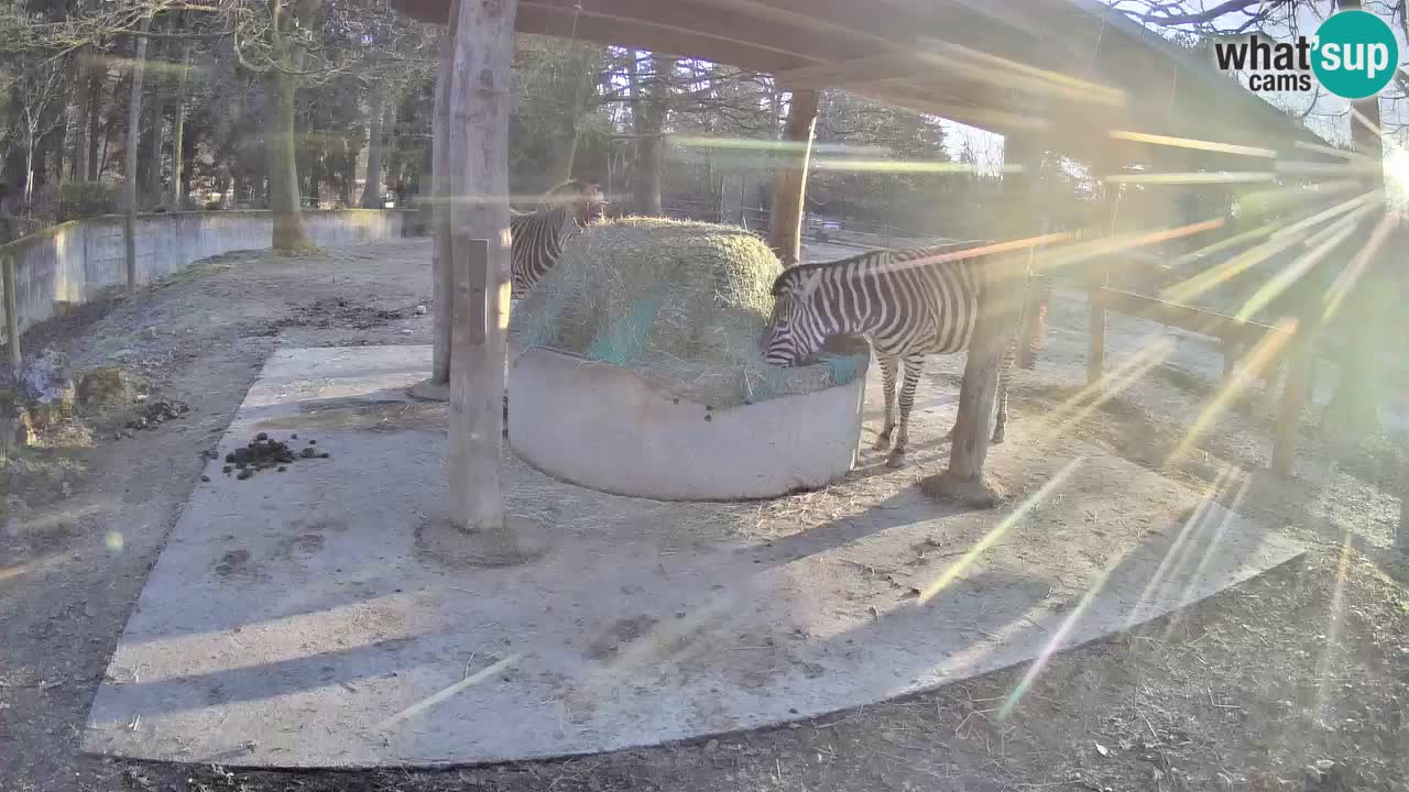 Live webcam Zebras in Ljubljana ZOO – Slovenia