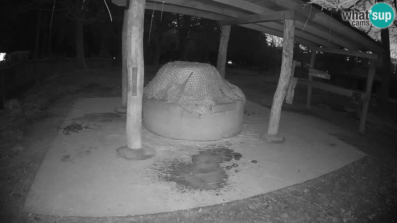 Live webcam Zebras in Ljubljana ZOO – Slovenia