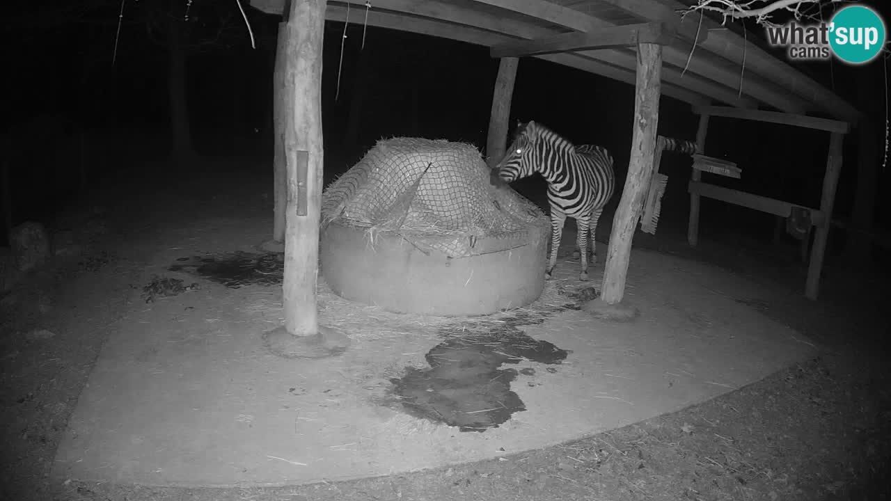 Live webcam Zebras in Ljubljana ZOO – Slovenia