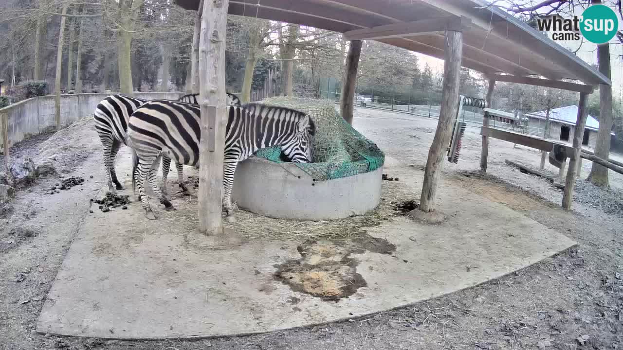 Web kamera uživo Zebras u ZOO Ljubljana – Slovenija