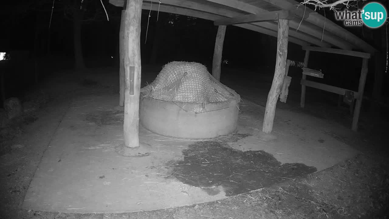 Le Zebre nello ZOO di Ljubljana – Slovenia Live webcam