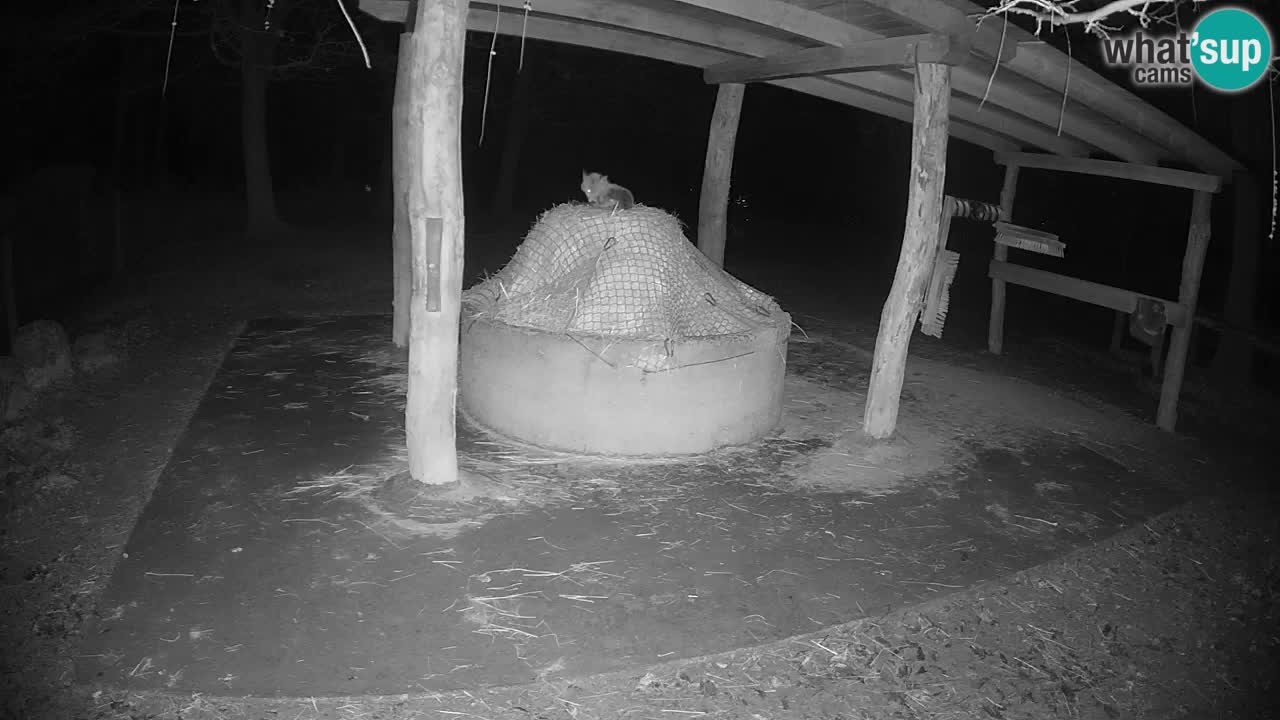 Live webcam Zebras in Ljubljana ZOO – Slovenia