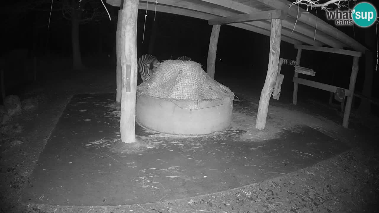 Live Webcam Zebras in Ljubljana ZOO – Slowenien