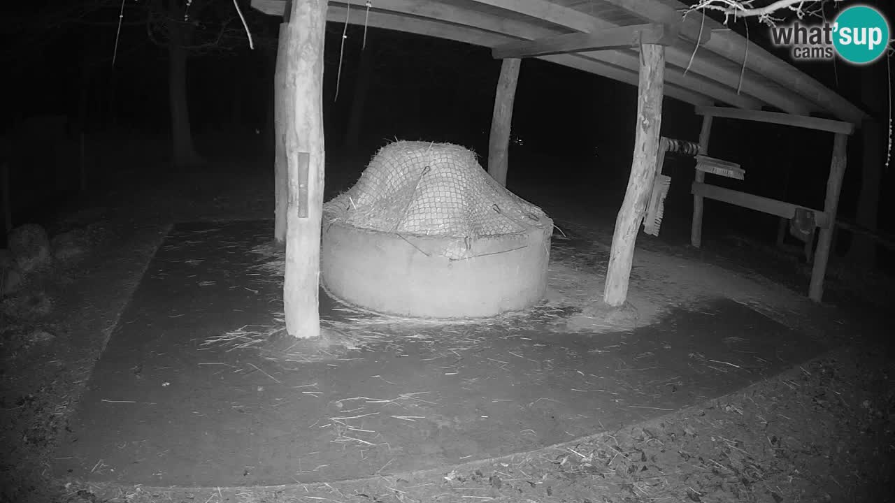 Live Webcam Zebras in Ljubljana ZOO – Slowenien