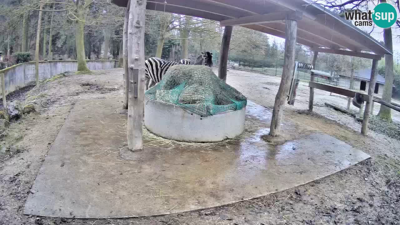 Live Webcam Zebras in Ljubljana ZOO – Slowenien