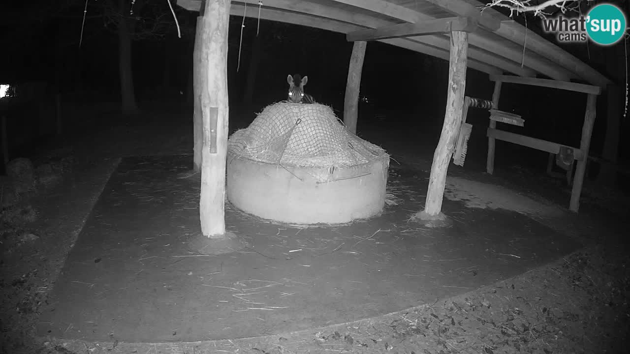 Live webcam Zebras in Ljubljana ZOO – Slovenia