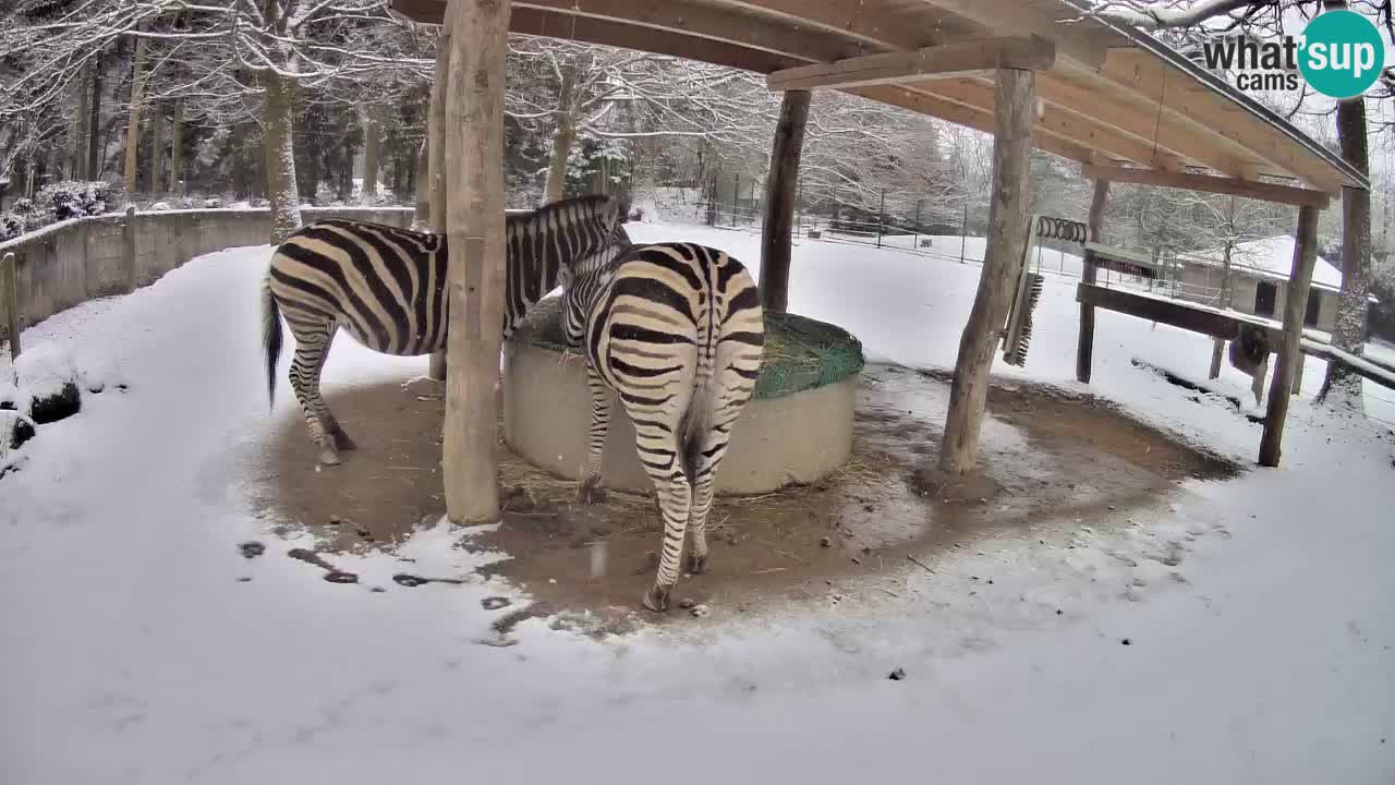 Le Zebre nello ZOO di Ljubljana – Slovenia Live webcam