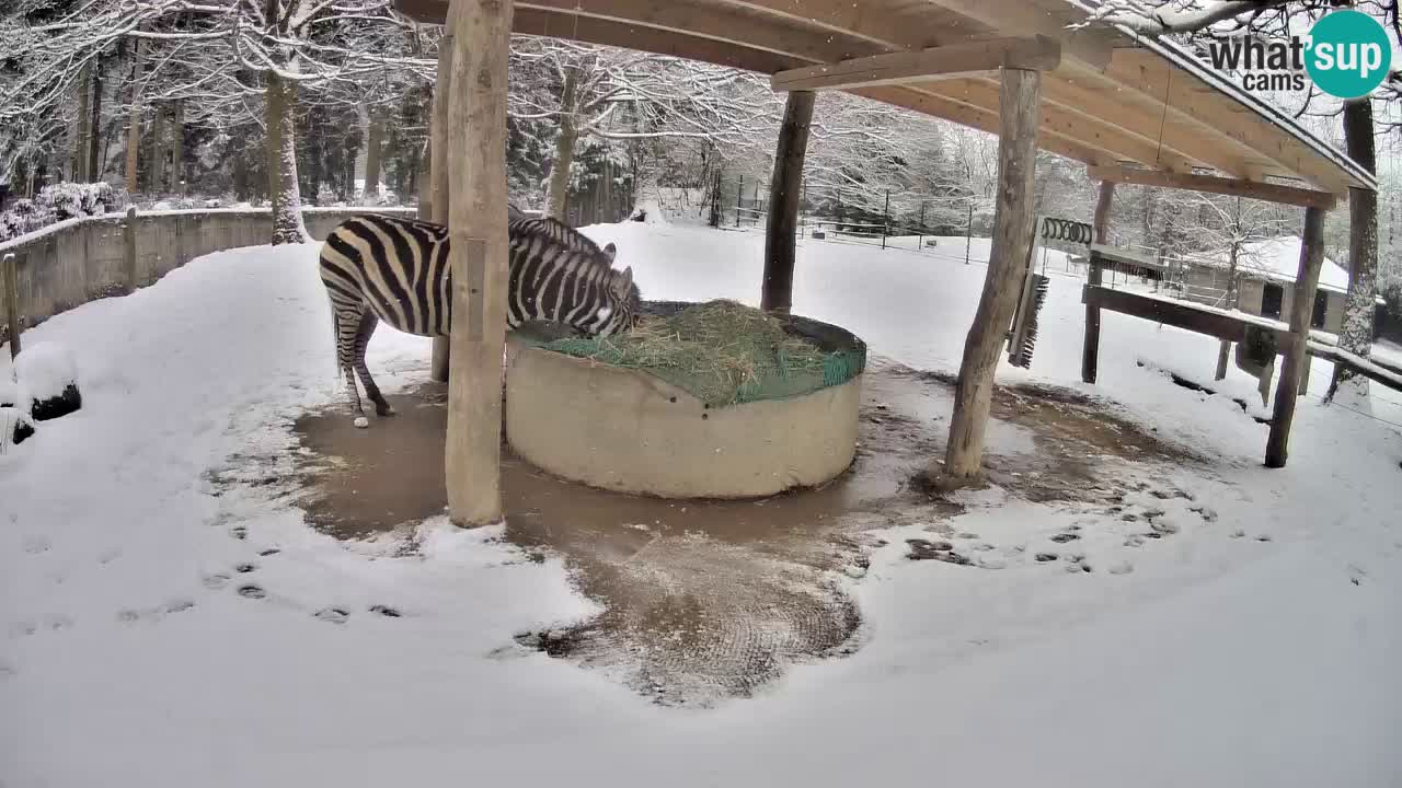 Zebre v živo v živalskem vrtu Ljubljana ZOO spletne kamere