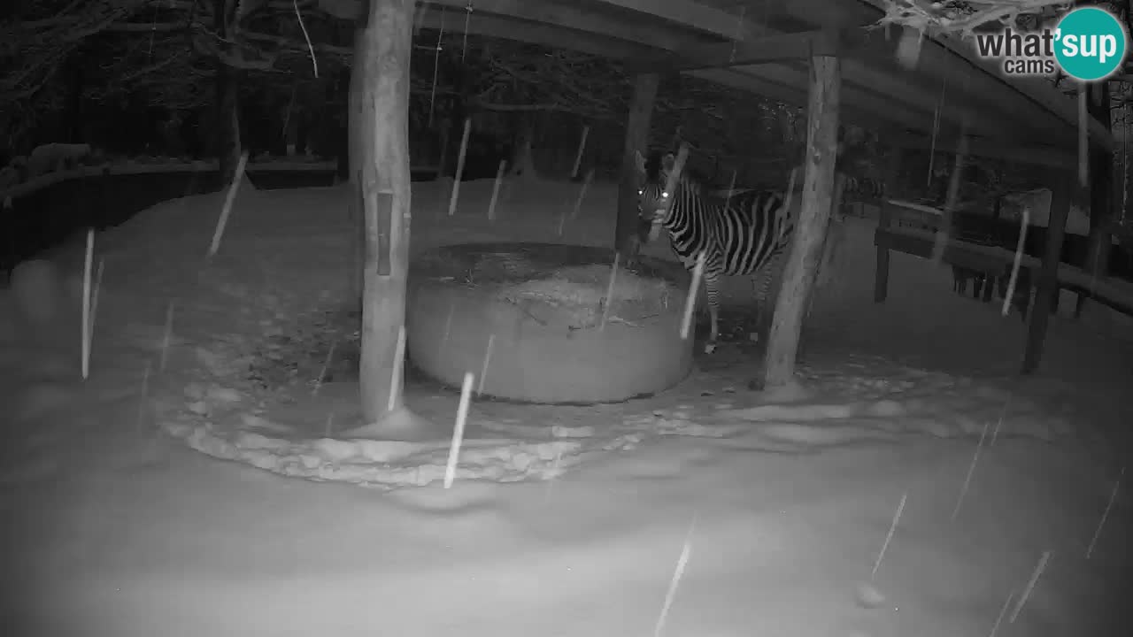 Live webcam Zebras in Ljubljana ZOO – Slovenia