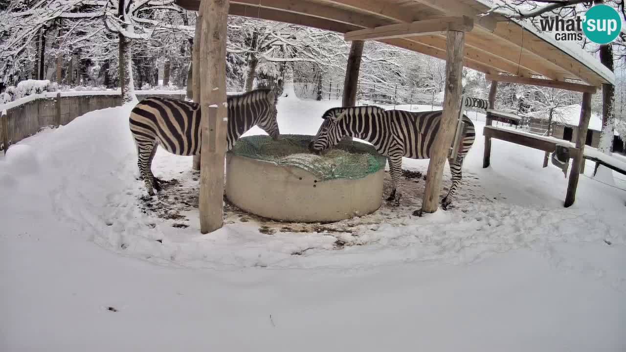 Le Zebre nello ZOO di Ljubljana – Slovenia Live webcam
