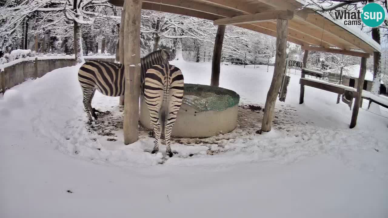 Le Zebre nello ZOO di Ljubljana – Slovenia Live webcam